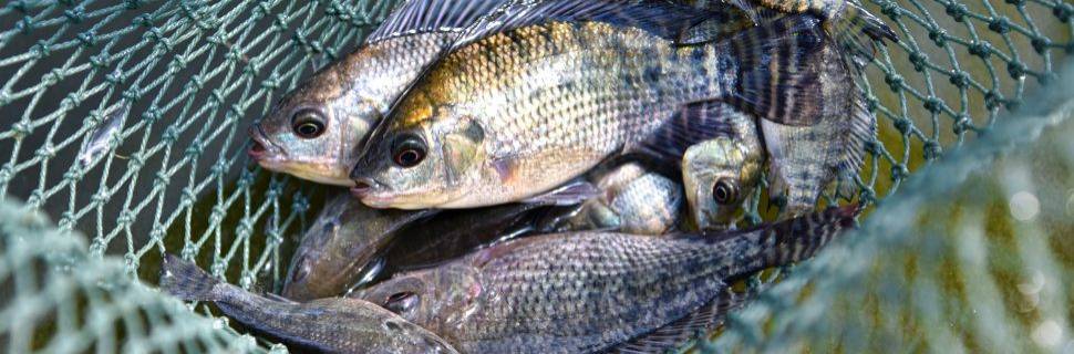 A influência da genética no rendimento de carcaça e filé em tilápias