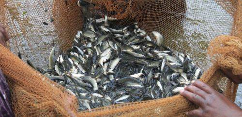 Aquicultura em pauta: CNA discute ações para o setor em 2025 