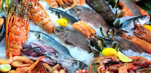 Por que não somos uma potência mundial na pesca e na aquicultura?