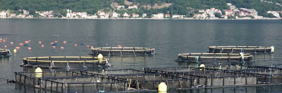 Conheça os finalistas do Global Aquaculture Innovation Award 2022
