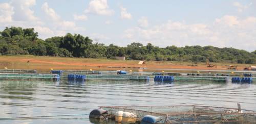 Pesca e aquicultura somaram 235 milhões de ton em 2024, aponta FAO