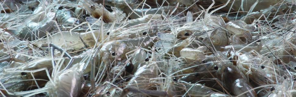 Ferramenta genômica da Embrapa faz análise de linhagem de camarão