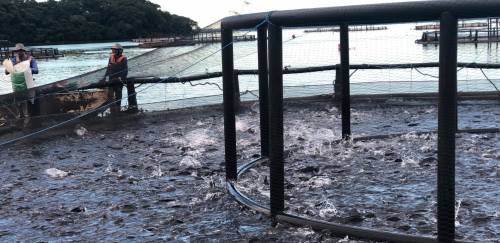 PeixeBR pede suspensão imediata de PIS/COFINS na ração