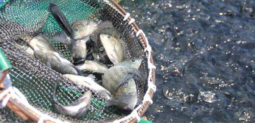 Exportações de piscicultura batem recorde no 1º trimestre