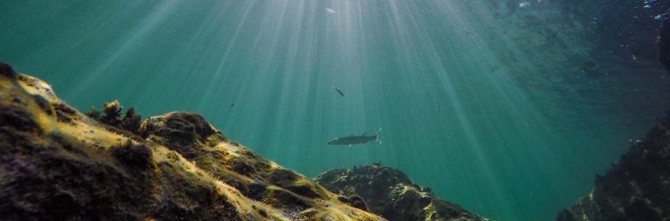 ICFA pede que CITES rejeite 3 propostas e adote novos critérios