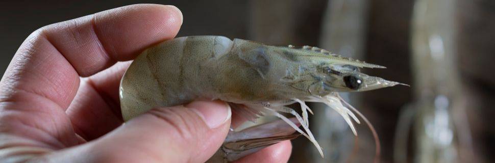 A fórmula da Aquacrusta/Sabores da Costa que fortalece o camarão no CE
