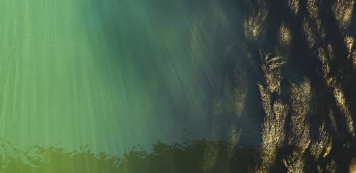 Estudo mostra ação da aquicultura restaurativa na vida marinha