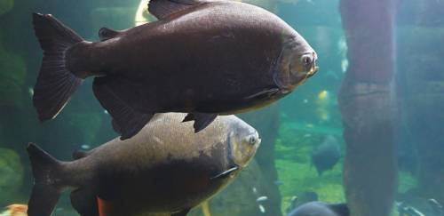 >Piscicultura brasileira salta 3% e passa 880 mil t em 2023 Piscicultura brasileira salta 3% e passa 880 mil t em 2023