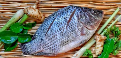 Tilápia: valores pagos ao produtor continuam caindo 