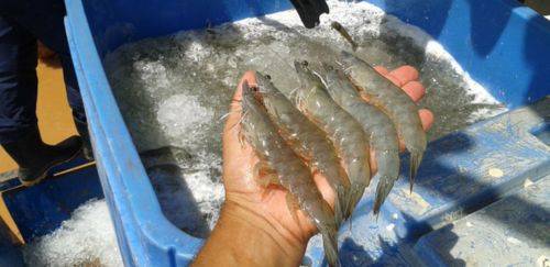 O impacto do Equador para a carcinicultura global e brasileira O impacto do Equador para a carcinicultura global e brasileira