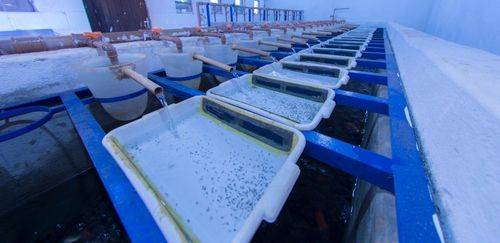 Como a genética está revolucionando a indústria aquícola nacional Como a genética está revolucionando a indústria aquícola nacional