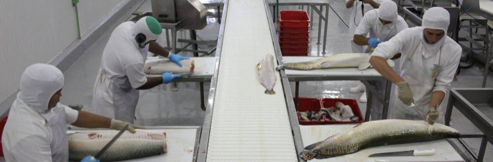 >Mapa avança em IA: impacto regulatório e mudanças no setor alimentício Mapa avança em IA: impacto regulatório e mudanças no setor alimentício