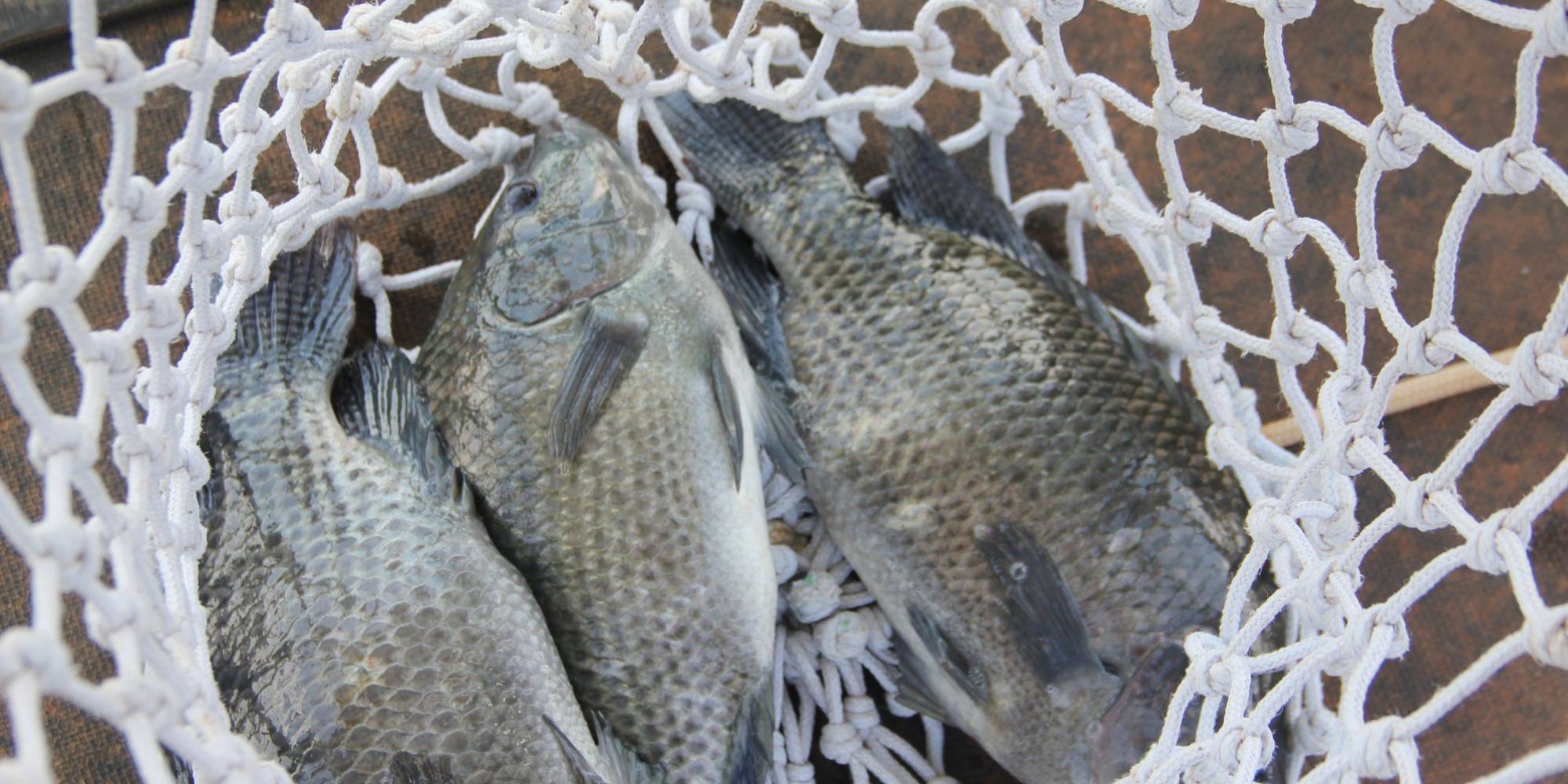 Proposta sobre tilápia gera reação do MPA e outras entidades do setor