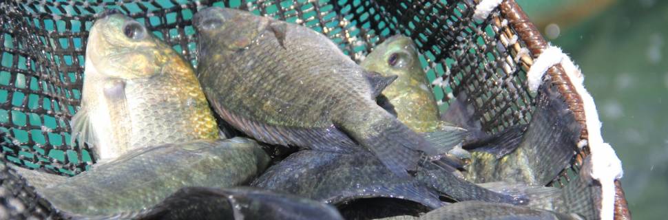 Tilapicultura em Morada Nova: a nova preciosidade mineira