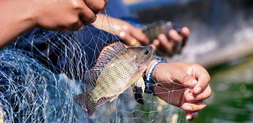 Piscicultura fecha 2025 mais forte e projeta avanços em 2026