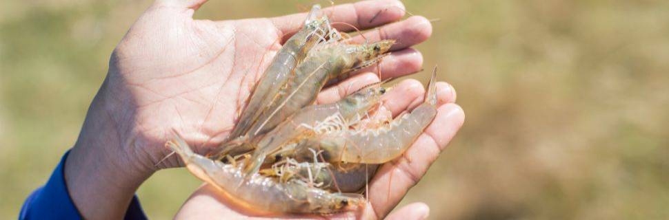 RN quer formalizar 150 novos produtores de camarão até 2026