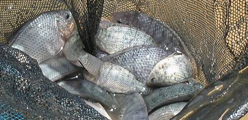 Mar & Terra é vendida para Paturi e só terá tilápia