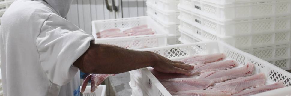 Tarifaço e peixe vietnamita elevam tensão na tilapicultura brasileira