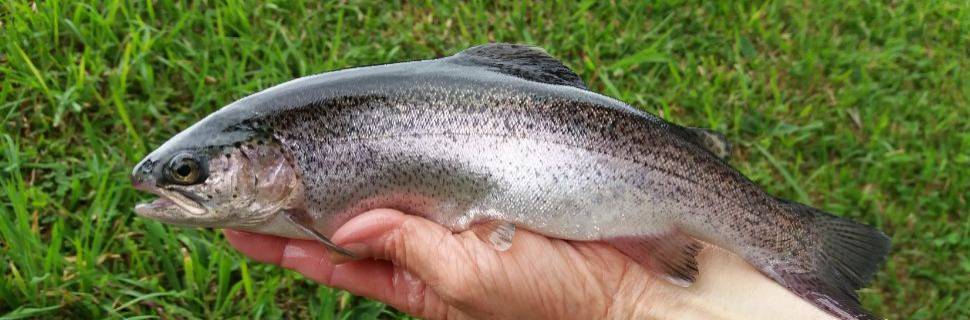 Pangasius, trutas e carpas: produção recua 1,75% em 2025