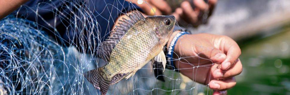 Piscicultura fecha 2025 mais forte e projeta avanços em 2026