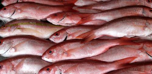 Portaria Interministerial libera estocagem do pargo