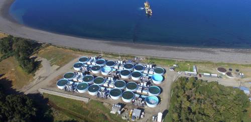 A história e o presente do salmão no Chile