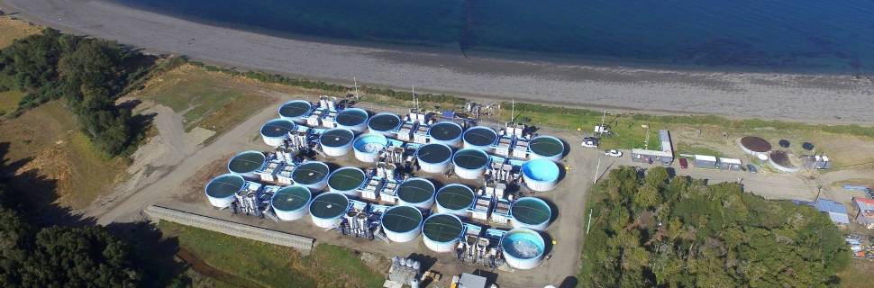 A história e o presente do salmão no Chile