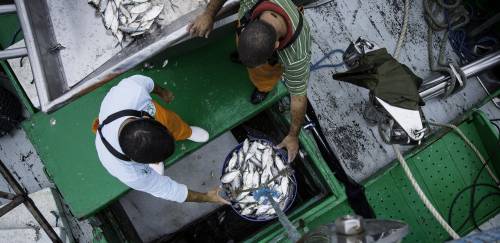 A quem interessa o sigilo sobre os dados da pesca? A quem interessa o sigilo sobre os dados da pesca?