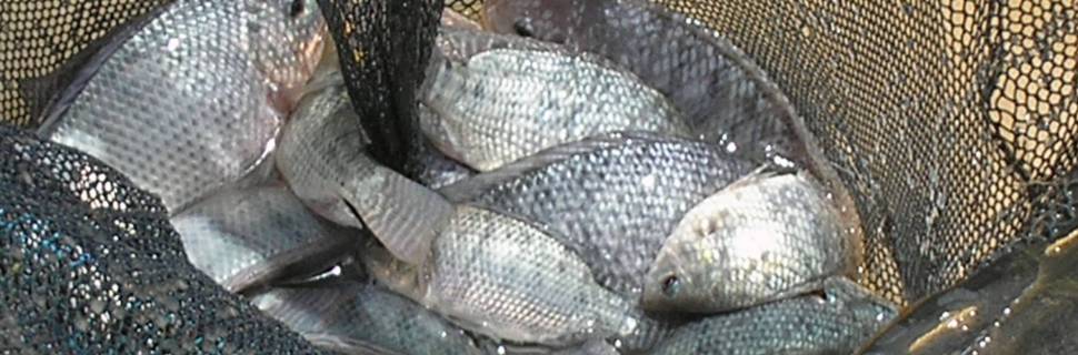 >Preços da tilápia seguem em alta no final de março, aponta Cepea Preços da tilápia seguem em alta no final de março, aponta Cepea