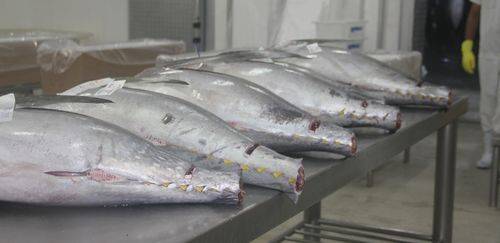 Exportações de pescado do RN aos EUA caem 80% após tarifaço