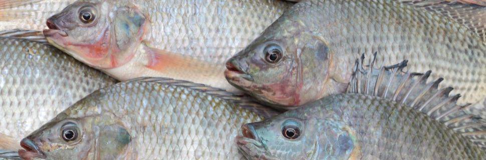 Grupo Natter anuncia investimento para duplicar produção de tilápia