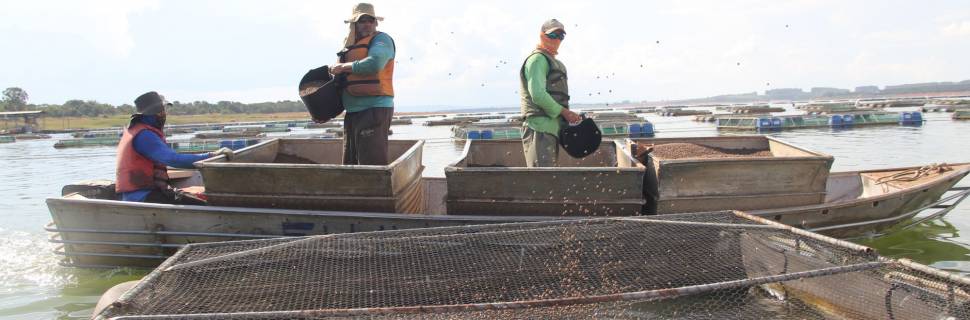Qualidade e verticalização na tilapicultura de Morada Nova