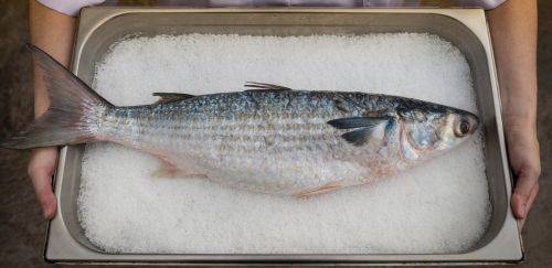 MPA e MMA definem as regras e cotas para a pesca da tainha em 2025