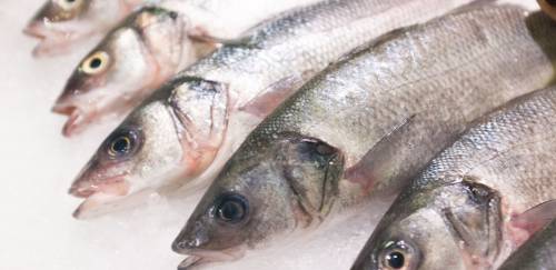 Inflação do pescado alcança 2,37% em janeiro