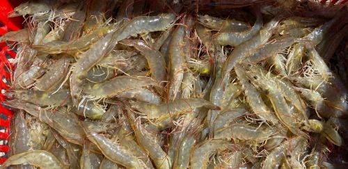 O que faz o Ceará ser líder isolado na produção de camarão? O que faz o Ceará ser líder isolado na produção de camarão?