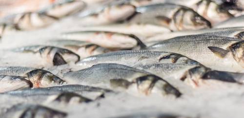 Seafood Show: Soluções tecnológicas e inovadoras na AgriFutura Pescado