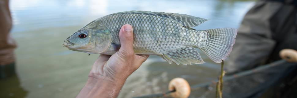 SANPHAR/IPEVE agora com vacinas autógenas para tilápias