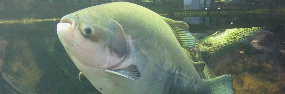 Desenvolvida primeira linhagem de pacu resistente à Aeromonas