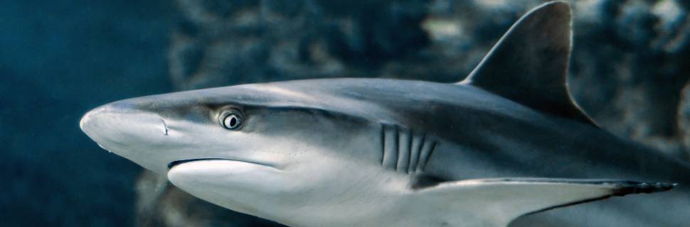 >Sindipi traduz nova portaria que proíbe captura de 490 peixes Sindipi traduz nova portaria que proíbe captura de 490 peixes