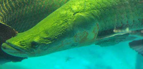 Brasil é exemplo positivo em pesquisa sobre megafauna de água doce Brasil é exemplo positivo em pesquisa sobre megafauna de água doce