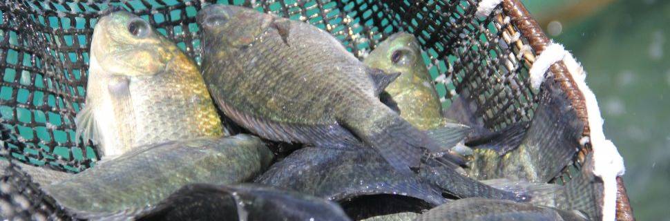 PPM 2024: Sul e Sudeste impulsionam produção de peixes em 10,3% PPM 2024: Sul e Sudeste impulsionam produção de peixes em 10,3%