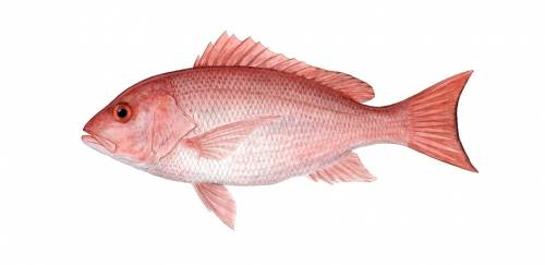 Abertura dos dados da pesca do pargo é um avanço Abertura dos dados da pesca do pargo é um avanço