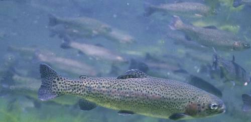 30 anos de Abrapoa: como contornar doenças de organismos aquáticos