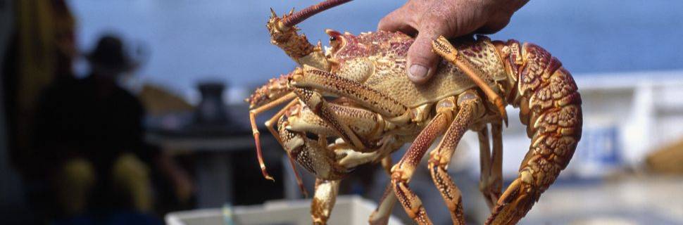 Definida as regras para a pesca de lagosta em 2025 