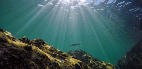 ICFA pede que CITES rejeite 3 propostas e adote novos critérios ICFA pede que CITES rejeite 3 propostas e adote novos critérios