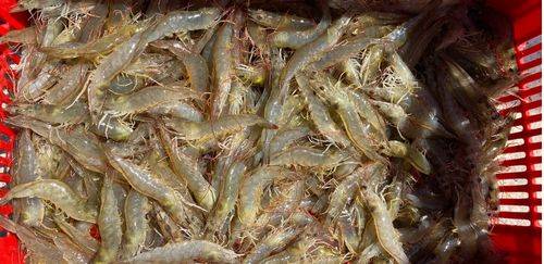 RN retoma negociações para exportar camarão ao mercado chinês RN retoma negociações para exportar camarão ao mercado chinês