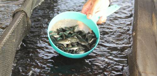 Tecnologia e juventude aliadas na ascensão da tilapicultura mineira Tecnologia e juventude aliadas na ascensão da tilapicultura mineira