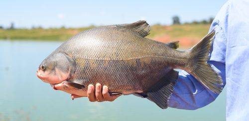 A atuação da Embrapa Pesca e Aquicultura em busca do tambaqui ideal A atuação da Embrapa Pesca e Aquicultura em busca do tambaqui ideal