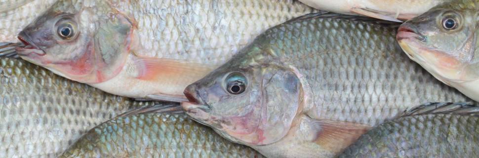 >Anuário PeixeBR 2023: Produção de tilápia salta 3% em 2022 Anuário PeixeBR 2023: Produção de tilápia salta 3% em 2022