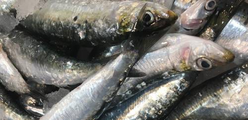 Mudança no defeso da sardinha: oportunidade ou risco? Mudança no defeso da sardinha: oportunidade ou risco?